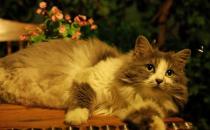 挪威森林貓的簡介-挪威森林貓怎么養？