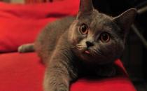 英國短毛貓的簡介-英國短毛貓怎么養？