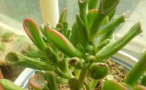 筒葉花月是什么？筒葉花月的養護方法