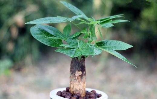 發財樹怎么種植?發財樹是怎樣的?