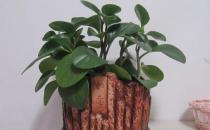 豆瓣綠的養殖方法-豆瓣綠是什么？