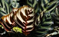 孔雀竹芋的簡(jiǎn)介-孔雀竹芋的養(yǎng)殖方法