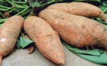 白薯不能和什么一起吃 吃多了有哪些危害？