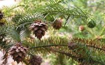 杉木的清潔保養(yǎng)方法-杉木板材的優(yōu)缺點(diǎn)