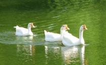 鵝有哪些營養價值