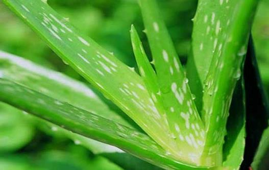 蘆薈能預(yù)防脫發(fā) 盤點(diǎn)蘆薈的功效