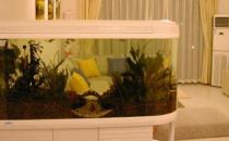 魚缸擺放風(fēng)水的注意事項有哪些？