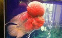 羅漢魚的簡介-羅漢魚的養護技巧