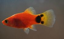 瑪麗魚的魚缸擺放位置-瑪麗魚的風水學應用