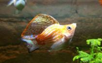 瑪麗魚(yú)的品種介紹-瑪麗魚(yú)怎么樣？