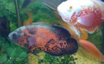 地圖魚的風(fēng)水學(xué)應(yīng)用-地圖魚的魚缸擺放位置