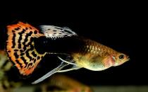 鳳尾魚有哪些風(fēng)水學(xué)應(yīng)用？鳳尾魚的魚缸如何擺放？