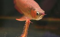 龍魚如何養(yǎng)護？龍魚是什么？