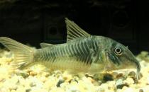 鼠魚的風水學應用-鼠魚的魚缸擺放位置