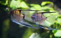 燕魚的品種介紹-燕魚怎么樣？