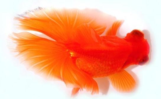 蝶尾金魚如何繁殖？蝶尾金魚怎么養？