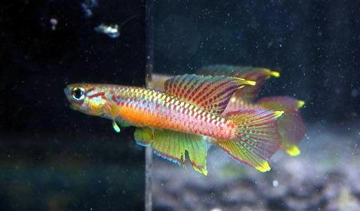 二線琴尾鳉怎么養(yǎng)？二線琴尾鳉的飼養(yǎng)環(huán)境