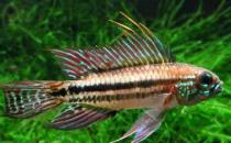 彩鰭短鯛怎么養？彩鰭短鯛怎么繁殖？