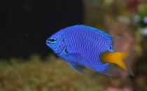 帝王藍魚的價值-帝王藍魚飼養環境