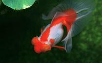 蝶尾金魚是什么？蝶尾金魚多少錢能買到？