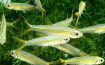 二線藍眼燈魚是什么？二線藍眼燈魚怎么養？