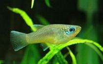 非洲藍燈眼怎么養(yǎng)？非洲藍燈眼飼養(yǎng)環(huán)境