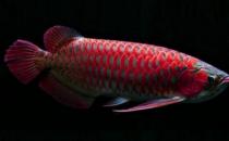 非洲龍魚怎么養？非洲龍魚的飼養環境