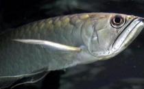 黑帶的飼料有哪些？黑帶的飼養環境