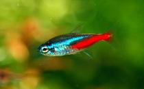 紅綠燈魚是怎樣的？紅綠燈魚的分布范圍