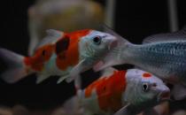 花紋皮光鯉的特征-如何保持錦鯉的體色鮮亮？