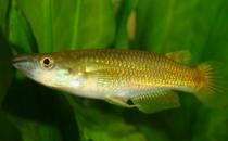 黃金鳉的簡介-黃金鳉的特征是什么？