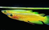 黃金鳉怎么養(yǎng)？黃金鳉的壽命