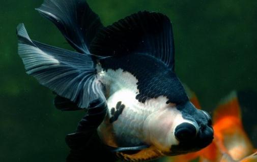 熊貓蝶尾金魚的簡(jiǎn)介-熊貓蝶尾金魚飼養(yǎng)環(huán)境