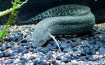 澳洲肺魚怎么養？澳洲肺魚的繁殖方法