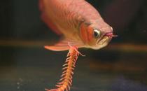 曼龍魚怎么養(yǎng)？曼龍魚如何分辨雌性？