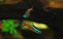 霓虹燈的簡介-霓虹燈魚如何繁殖？