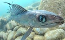 深海龍魚的簡介-深海龍魚吃什么食物？