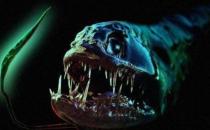 深海龍魚怎么養？深海龍魚的特征