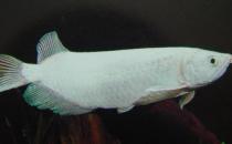 星點龍魚吃什么？星點龍魚怎么養？