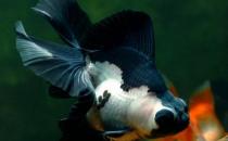 熊貓蝶尾金魚(yú)的簡(jiǎn)介-熊貓蝶尾金魚(yú)飼養(yǎng)環(huán)境