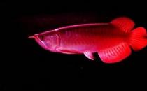 印尼辣椒紅龍魚怎么養(yǎng)？印尼辣椒紅龍魚特征