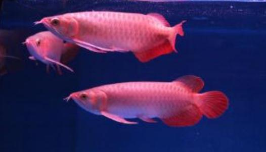 帝王辣椒紅龍魚怎么養(yǎng)？帝王辣椒紅龍魚如何挑選？