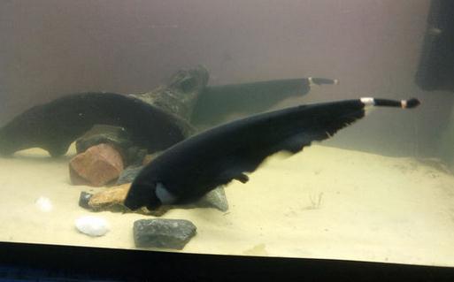 黑魔鬼怎么養(yǎng)？黑魔鬼如何繁殖？