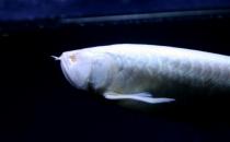 白金龍魚怎么養？白金龍魚的品種