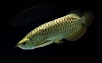 背金龍魚怎么養？背金龍魚的飼養環境