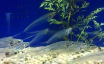 玻璃貓魚怎么養(yǎng)？玻璃貓魚的飼養(yǎng)環(huán)境