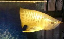 高背寶石龍魚怎么養？高背寶石龍魚魚缸擺放位置