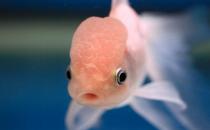 火鶴魚怎么養？火鶴魚的體型特征