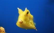 木瓜魚的簡介-木瓜魚的特征