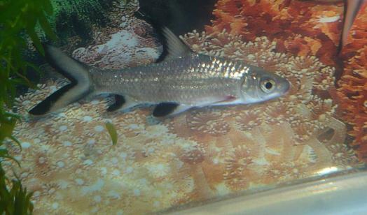 銀鯊怎么養？銀鯊飼養需要注意什么？